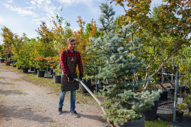 Best Tree Cutting Near Me  in Innsbrook, VA